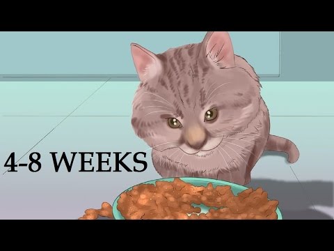 How to Take Care of Kittens | Weaning and Socializing Your Kittens (4 to 8 Weeks)