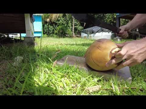 Harvesting a coconut from a tree in the yard and cleaning it in Hawaii