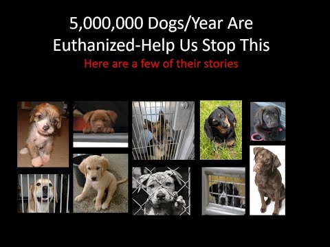 Millions of Dogs are Euthanized Annually in the U.S. But You Can Help.