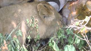 WARNING! VERY GRAPHIC!  Lions eating zebra - Serengeti, Tanzania - Safari May 2014 - #2