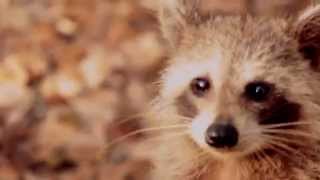 preview picture of video 'Raccoon Village'