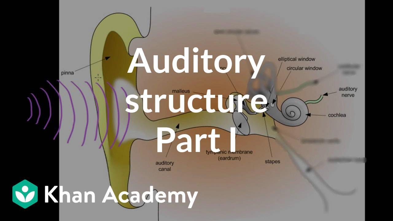 Auditory structure - part 1 | Processing the Environment | MCAT | Khan Academy