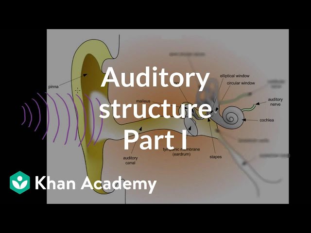 Video Pronunciation of auditory meatus in English