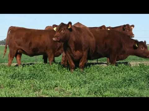 LOTE 53A - 5 VAQUILLONAS PREÑADAS PC - CABAÑA EL CHOLO - LIZASO CERTIFICADO JUNIO 2021