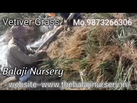 Vetiver Grass - Wholesale Price For Vetiver Grass In India (G22)