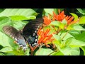 AVOID THESE 4 MISTAKES Butterfly Garden Basics