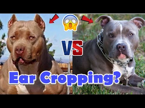 YouTube video about: Who crops dog ears near me?