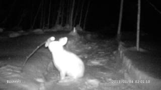 Meat Eating Rabbit near Gunn Alberta   (#2 of 3)