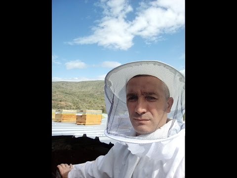 arıcılık-Yol Haritası-ANA-İŞÇİ-ERKEK ARI