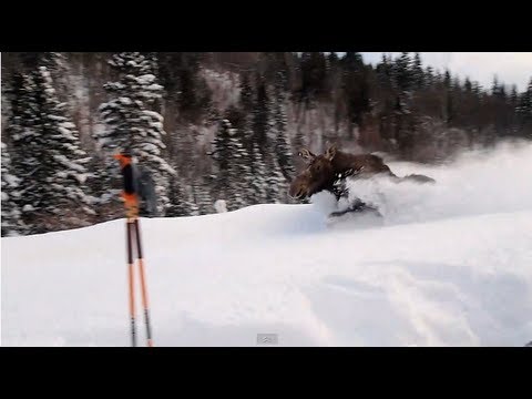Trapped moose running past us Video
