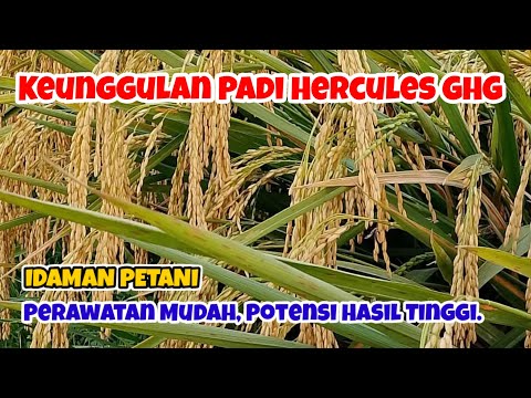 Keunggulan Padi Hercules GHG || Padi Hercules 02