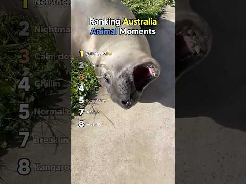 Ranking Only in Australia Animal Moments
