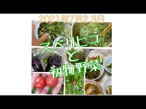 園芸 野菜スベリヒユ
