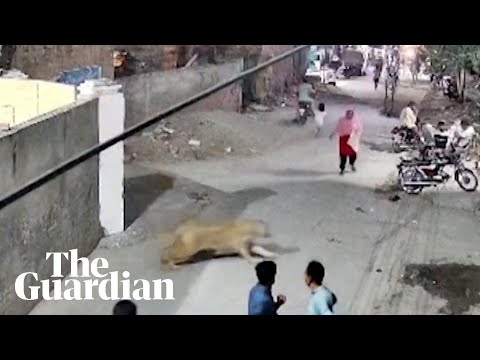 Escaped pet lion attacks woman in Lahore