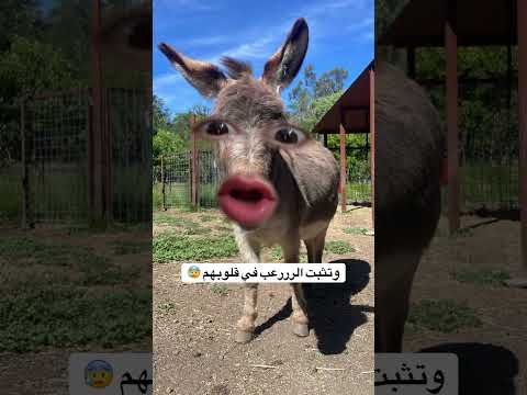قال الحمار للأسد، اشتركوا في صفحتي ليصلكم الجديد