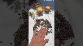 Download lagu These Dried Flowers Contain Valuable Seeds ‼️ mp3