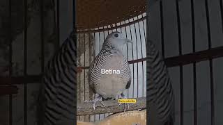 Download lagu Masteran juara perkutut betina - perkutut lokal nusantara670 mp3