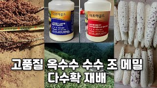 당도 높은 고품질 옥수수 수수 조 메밀 50%이상 다수확 재배법- 신장기부터 다조아골드와 플러스 20일 간격…