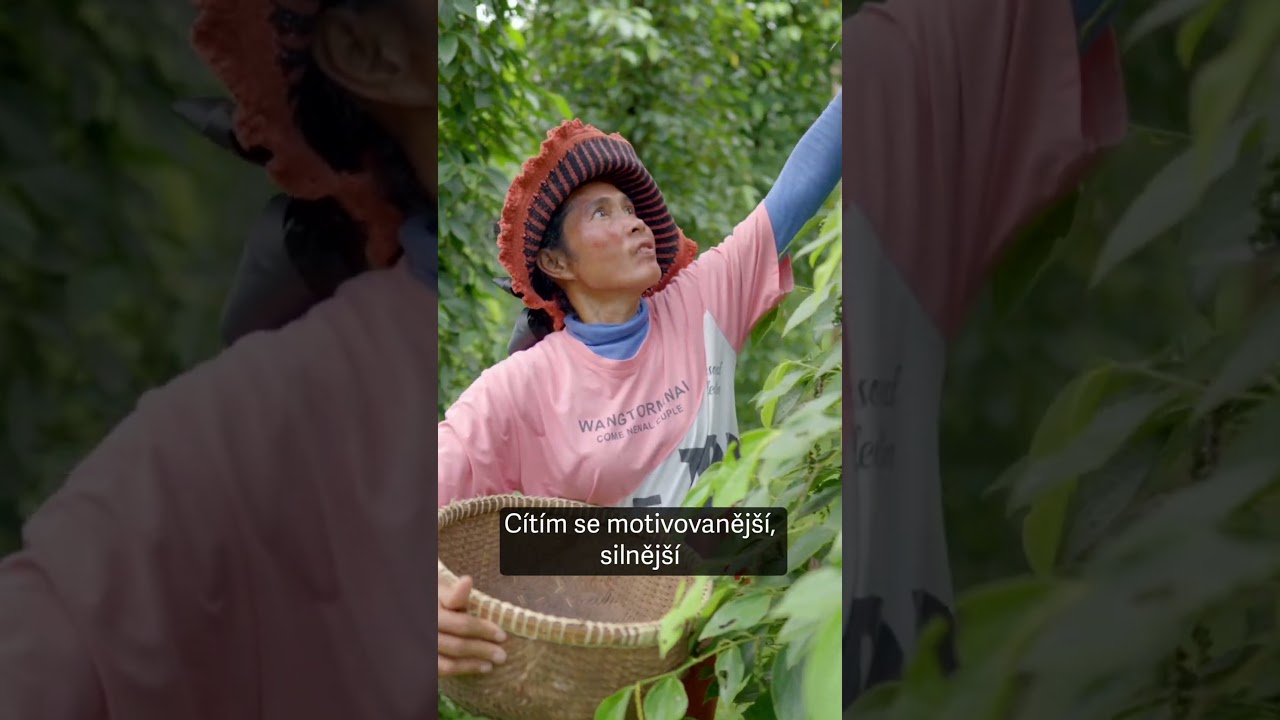 Jak vypadá farma, kde se pěstuje světoznámý kambodžský pepř?