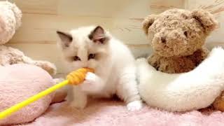 ラグドールの動画01