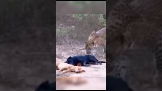 Erros Mortais na Natureza! #curiosidades #bichos #animais