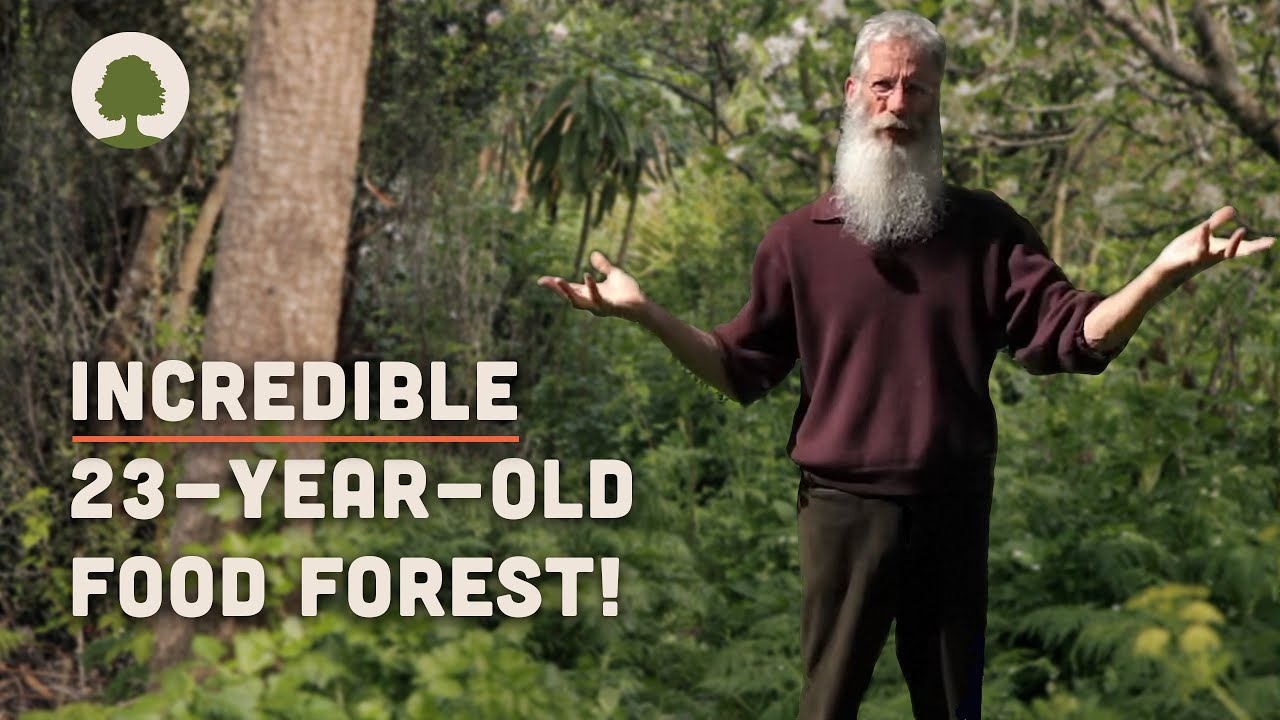 Amazing 23-Year-Old Permaculture Food Forest - An Invitation for Wildness