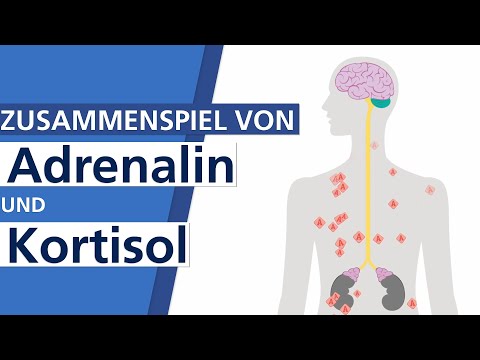 Stress - Was passiert im Körper?