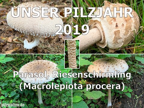 Unser Pilzjahr 2019 | Parasol, Riesenschirmling, Riesenschirmpilz, Macrolepiota procera