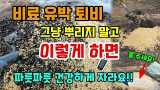 고추가지토마토에 비료유박 퇴비 그냥 주지 말고 이렇게 뿌려주면 과일이 맛있고 채소가 파릇파릇 잘 자랍니다 #…