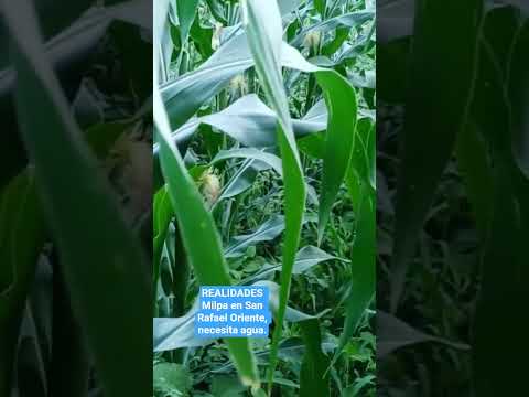Milpa en San Rafael Oriente, San Miguel,necesita agua.