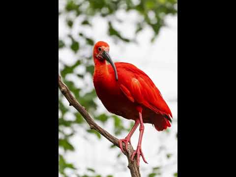 Guará #naturezasurpreendente #animals #historia