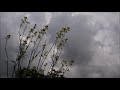 Background Video Mendung