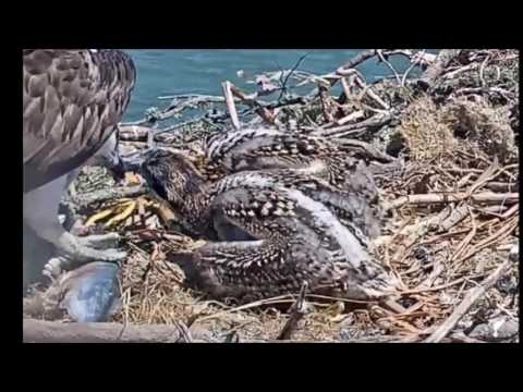 A Flopping Fresh Fish for the osprey chicks  June 4, 2017