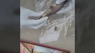 Decection of Scoliodon fish part 2 चीर--फाड़