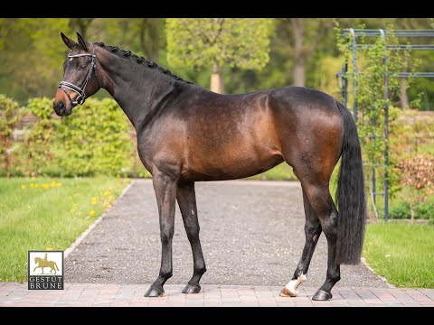 Despacita *2018 Franziskus x Sir Donnerhall I