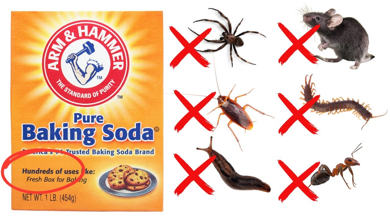 How To Use Baking Soda To Get Rid Of Roaches, Ants, Spiders, Mice, Bedbugs (30 Different Pest)