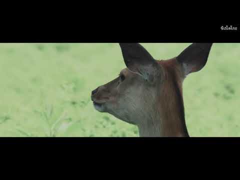เที่ยวธรรมชาติ 4 ฤดูในฮอกไกโด【四季多彩北海道を巡ろう】Short