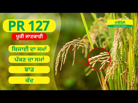 PR 127 details | Rice seeds | parmal rice variety | top paddy | high yield rice variety