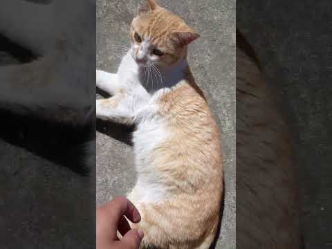 🤣❤🐱🐈