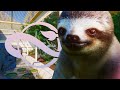 SLOTH Sloth Habitat In Tropical House Planet Zoo Speedbuild Europe Pack