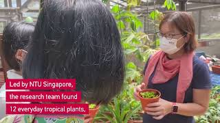 Using local plants to remove toxic metals from soil