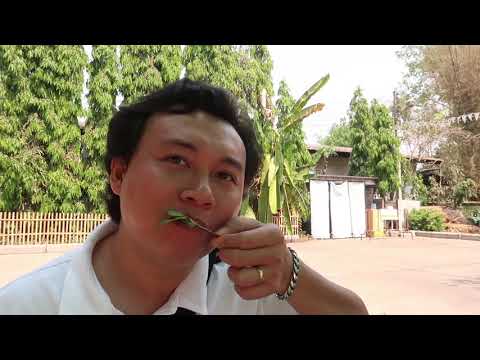 Tham quan Baan Kang Wat! Có Gì Hay? | Kinh Nghiệm Du Lịch Tự Túc Chiang Mai #16