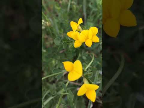 Dlakava žućica Chamaecytisus hirsutus Clustered broom Behaarter Geissklee #nature #plants #viral