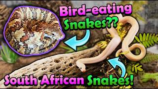 Learning about Uncommon Snakes at the St. Louis Reptile Show (NARBC)!