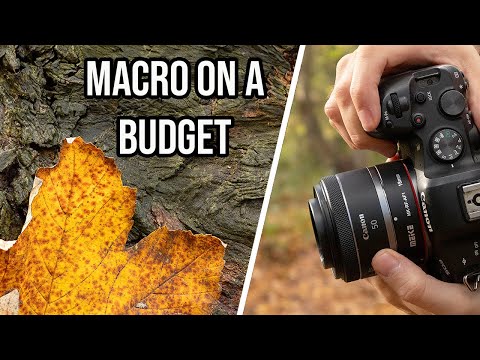 How to Use EXTENSION TUBES for Close Up & Macro Photography (With Canon RF F/1.8 STM Lens)