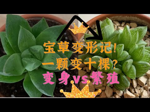 玉露 多肉