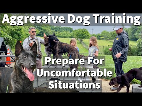 Aggressive Dutch Shepherd / Malinois Cross | Prepare Your Dog For Uncomfortable Situations