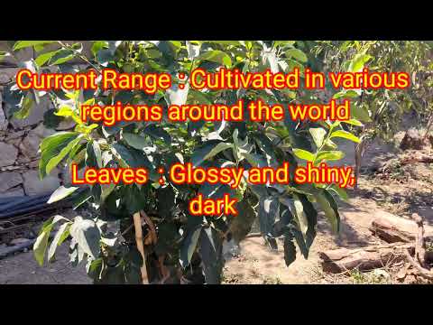 Exploring the World of Persimmon: Origins, History, and Distribution