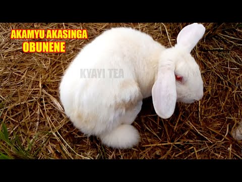 Akamyu Akasinga Obunene mu Uganda Tukazudde BIGGEST RABBIT
