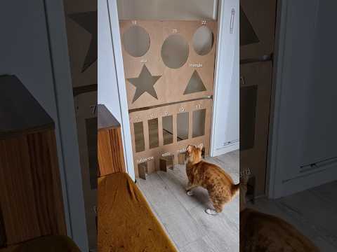 The star ⭐️#chat #cat #challenge #catchallenge #jump #shortvideo #shorts